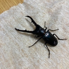 メタリフェルホソアカクワガタ　ペア
