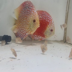 ディスカス　レッドマップ　稚魚