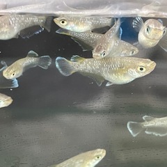 フロマージュめだか⭐︎メダカの画像