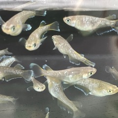 フロマージュめだか⭐︎メダカの画像