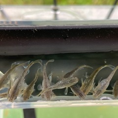 フロマージュめだか⭐︎メダカの画像