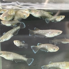 フロマージュめだか⭐︎メダカの画像