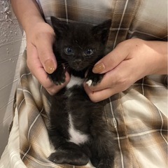 里親募集【急募】推定1.5か月の野良猫3匹
