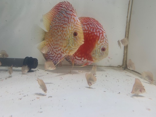 ディスカス　レッドマップ　ペア