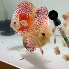 ディスカス　レッドマップ　稚魚の画像