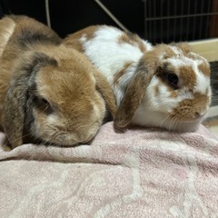 うさぎ大好きな方