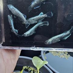メダカ　体外光　ラメ　普通ヒレ　5匹