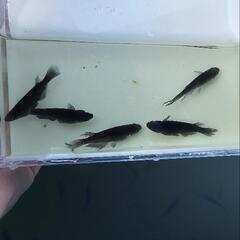 メダカ　サタン　若魚　2ペア+1匹