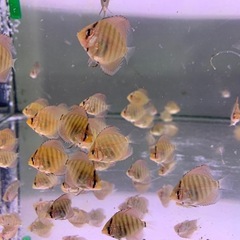 国産ディスカス　アズーリ 虫喰いコバルト
