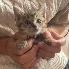 可愛い女の子猫