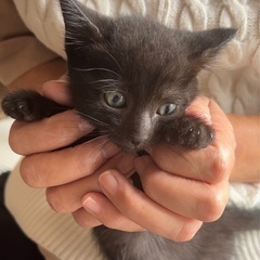 小柄な黒子猫ちゃん