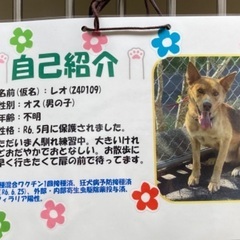 保健所にいます！レオ君