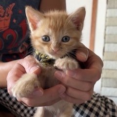 元気いっぱい男の子猫