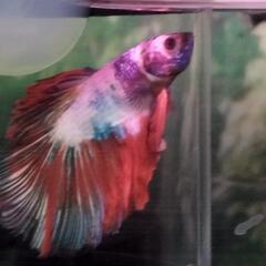 各ベタ熱帯魚