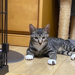 白たび履いた　だいちくん