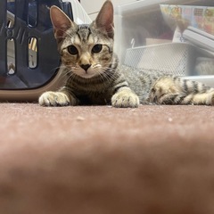 キジトラのゆうちゃん