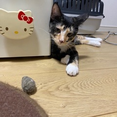 黒多めの三毛猫　あさひちゃん