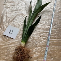 サンセベリア最後の1本の画像