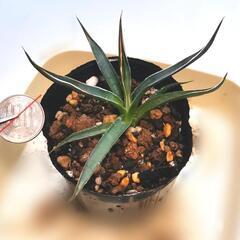 《多肉植物》実生アガベ幼苗 'シジゲラ' 1株の画像