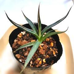 《多肉植物》実生アガベ幼苗 'シジゲラ' 1株