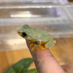 ラスト1匹モリアオガエルの画像