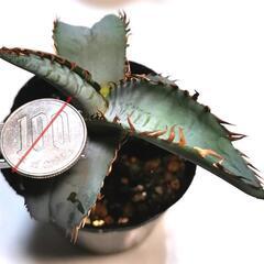 《画像更新》アガベ実生幼苗 'チタノタ・ブルー' 多肉植物 観葉植物の画像