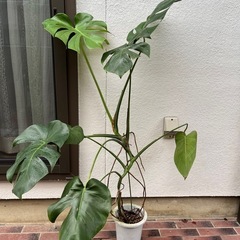 1.3mほどのモンステラ