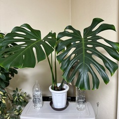 モンステラ 観葉植物 インテリア 