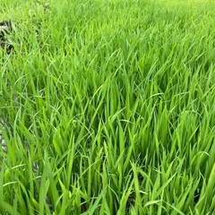 自給部☆地球に優しい自給自足目指して未来のために一緒に備え始めま...