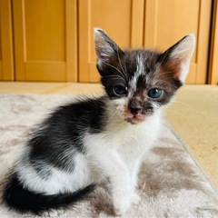 母親猫育児放棄のため緊急保護9/26オス2匹