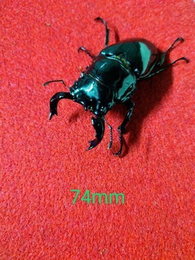 【商談中】タランドゥスオオツヤクワガタ ペア新成虫
