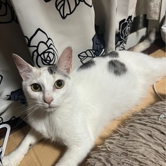 とび三毛  - 猫