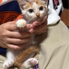 可愛い子猫❤️里親募集します！