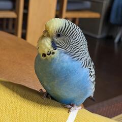 セキセイインコ探してます！日の出町 - 西多摩郡