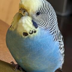 セキセイインコ探してます！日の出町