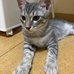 やんちゃ盛り6ヶ月のキジトラ、サバ白ちゃん