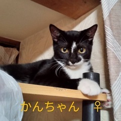 控えめ甘えん坊の白黒猫