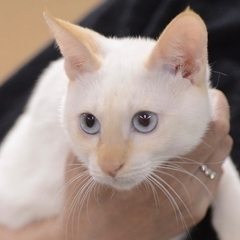 ささかま（茶シャム）　ベージュ　子猫