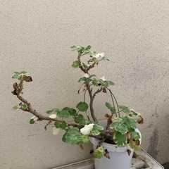 ゼラニウム鉢の画像