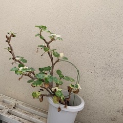 ゼラニウム鉢