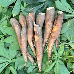 ③【小さな農家直送】キャッサバ（cassava・manjioka）ベテハーバ　マンジョッカの画像