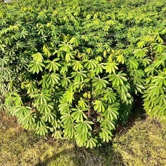 ③【小さな農家直送】キャッサバ（cassava・manjioka）ベテハーバ　マンジョッカの画像