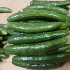 きゅうり🥒