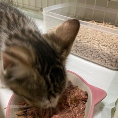 保護猫！生後3ヶ月前後の女の子
