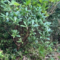 完了です！！取りに来てくださるかたへ　　沈丁花