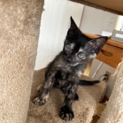 可愛い６兄妹のサビ子猫