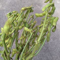 和歌山県産　丹波黒枝豆　500g