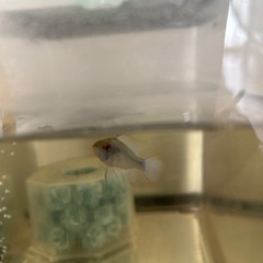 熱帯魚の画像