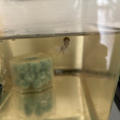 熱帯魚