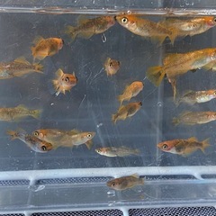 竜章鳳姿　メダカ